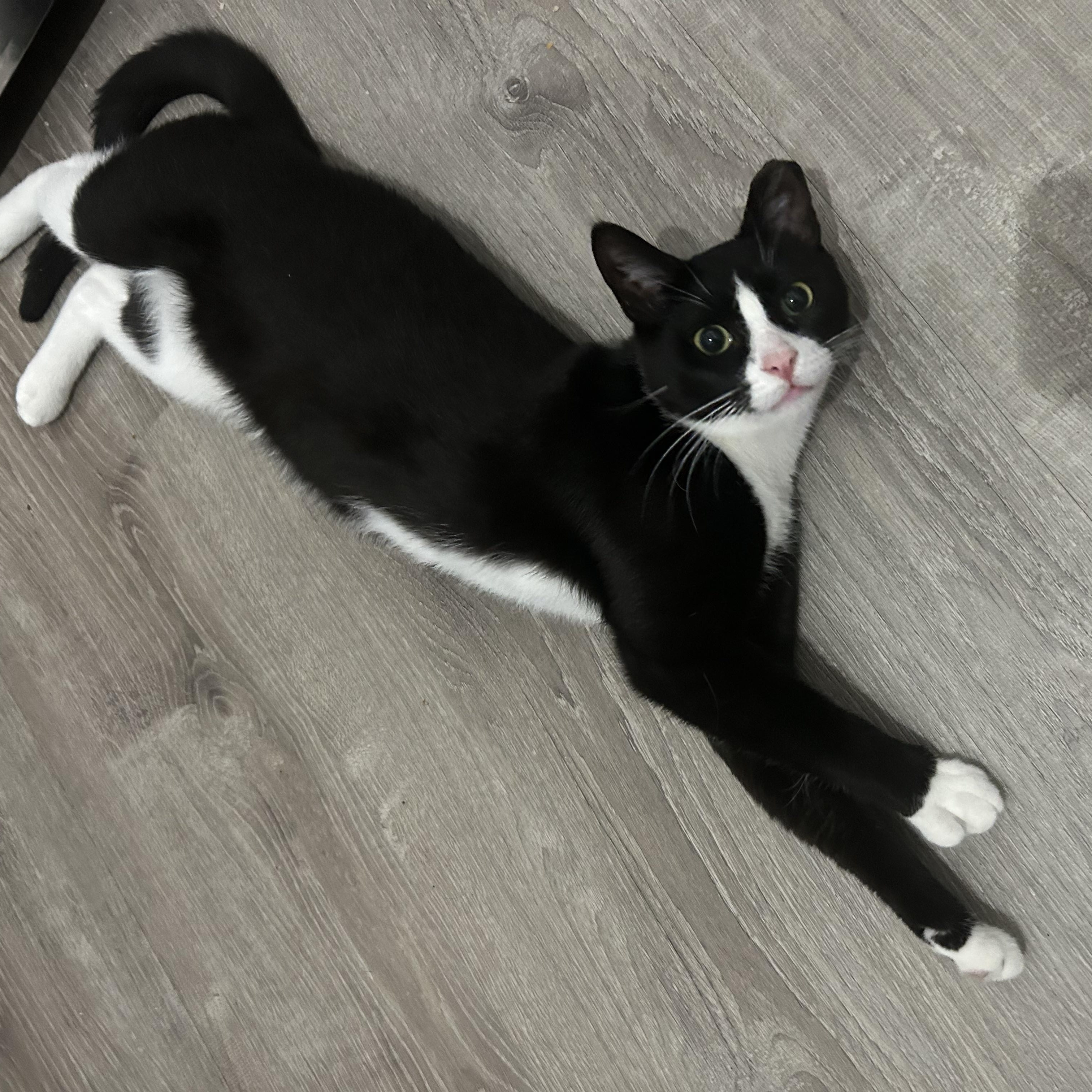 Enlarge Peanut and Poppy - Bonded Pair, a Adoptable Domestic Short Hair in Chaska, MN image 3/6