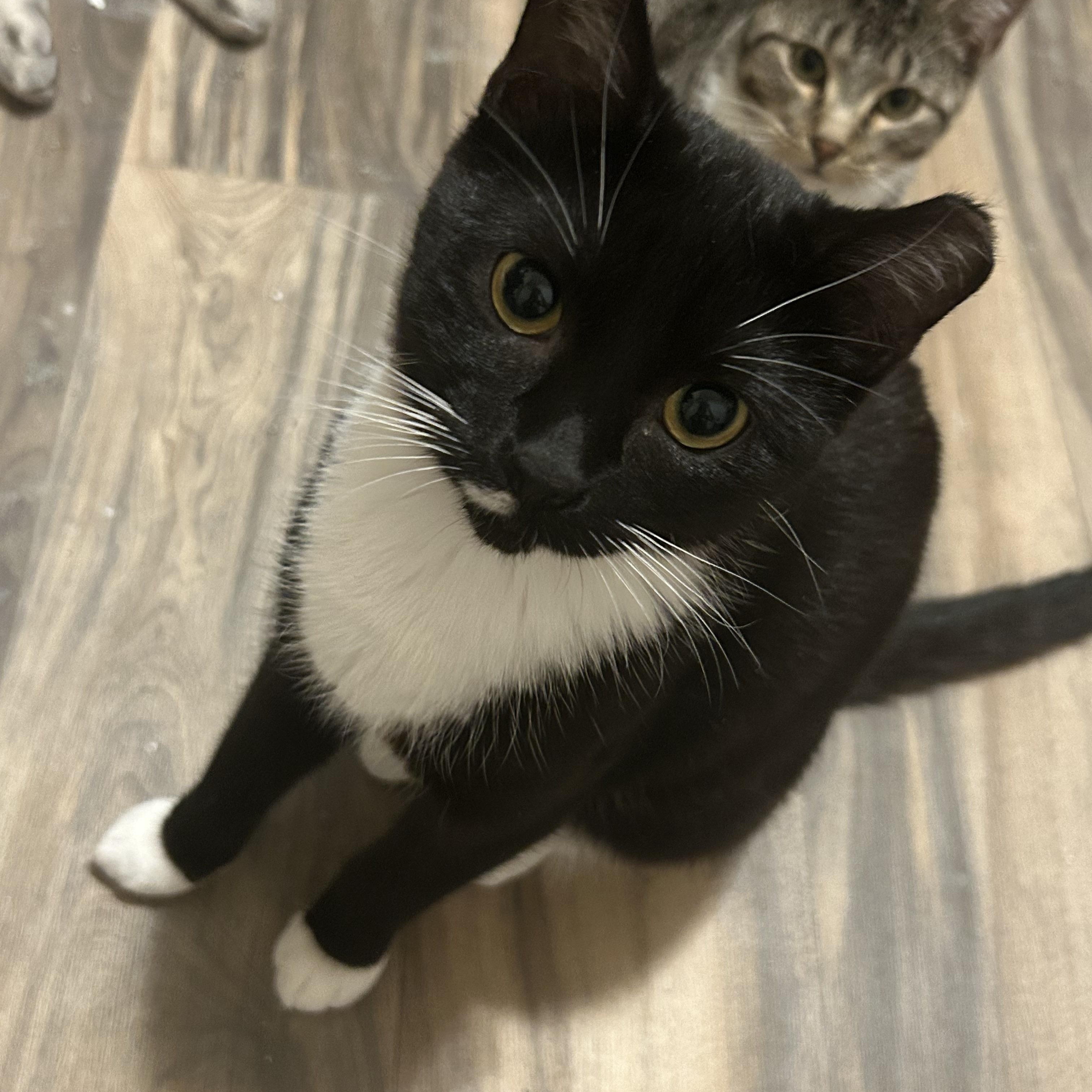 Enlarge Peanut and Poppy - Bonded Pair, a Adoptable Domestic Short Hair in Chaska, MN image 4/6