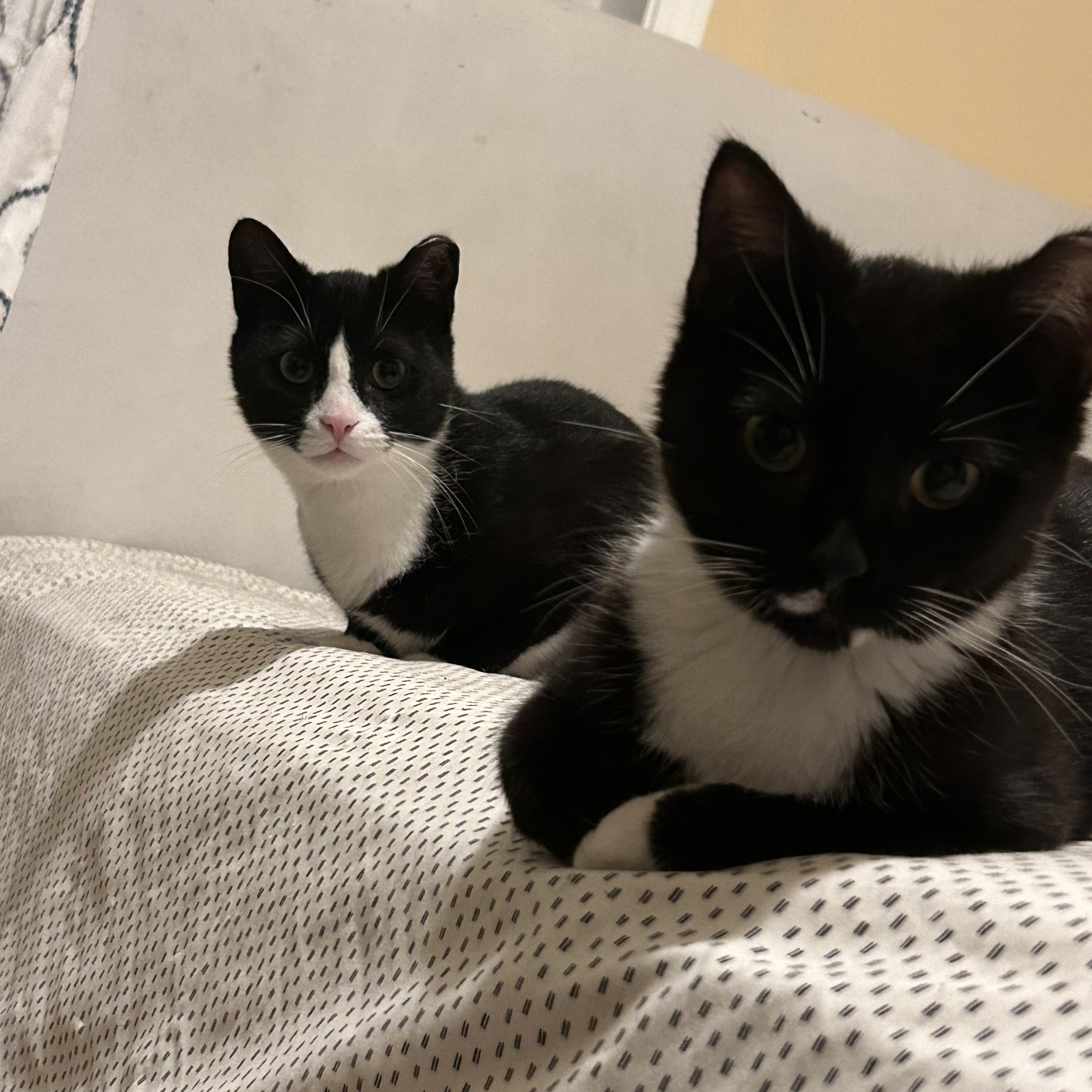 Enlarge Peanut and Poppy - Bonded Pair, a Adoptable Domestic Short Hair in Chaska, MN image 2/6