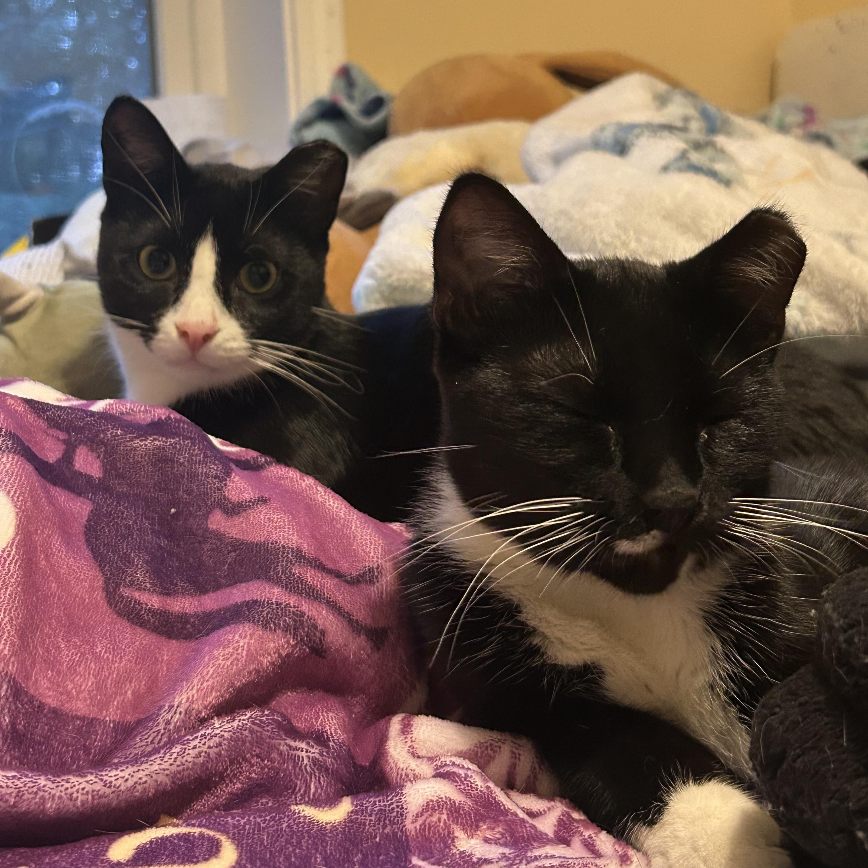 Enlarge Peanut and Poppy - Bonded Pair, a Adoptable Domestic Short Hair in Chaska, MN image 1/6