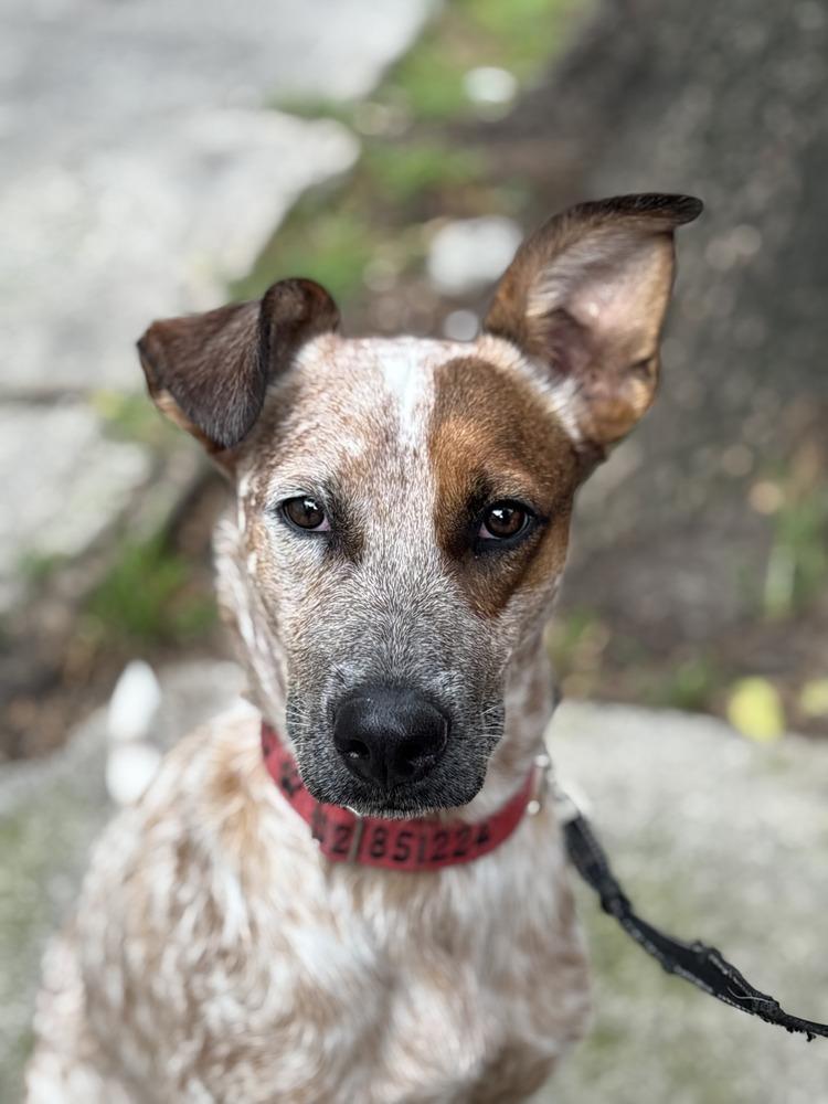 CIRILO, Adoptable, Young Male Australian Cattle Dog / Blue Heeler.