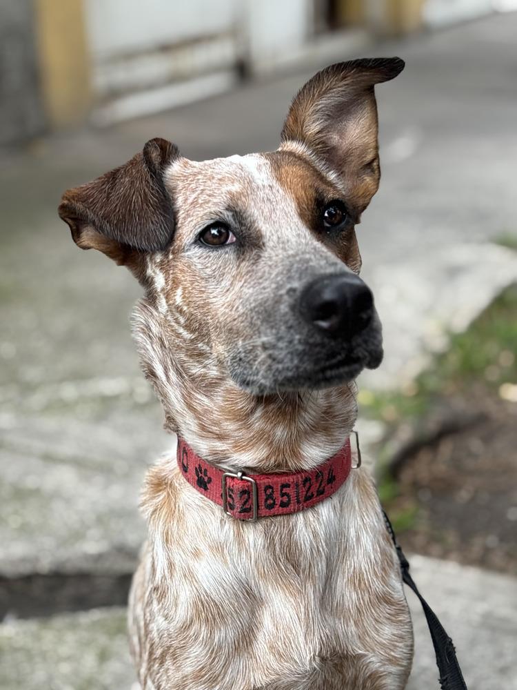 Enlarge CIRILO, a Adoptable mixed breed in Langley, BC image 2/6