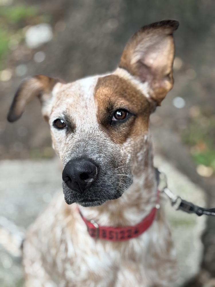 Enlarge CIRILO, a Adoptable mixed breed in Langley, BC image 3/6