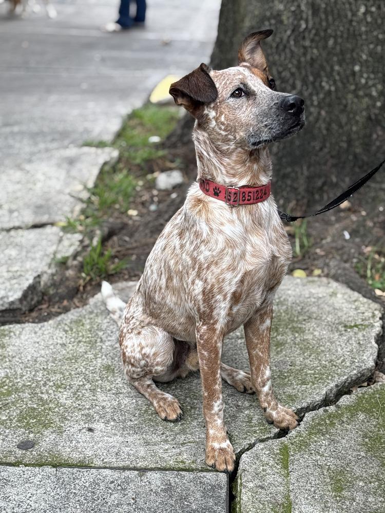Enlarge CIRILO, a Adoptable mixed breed in Langley, BC image 4/6