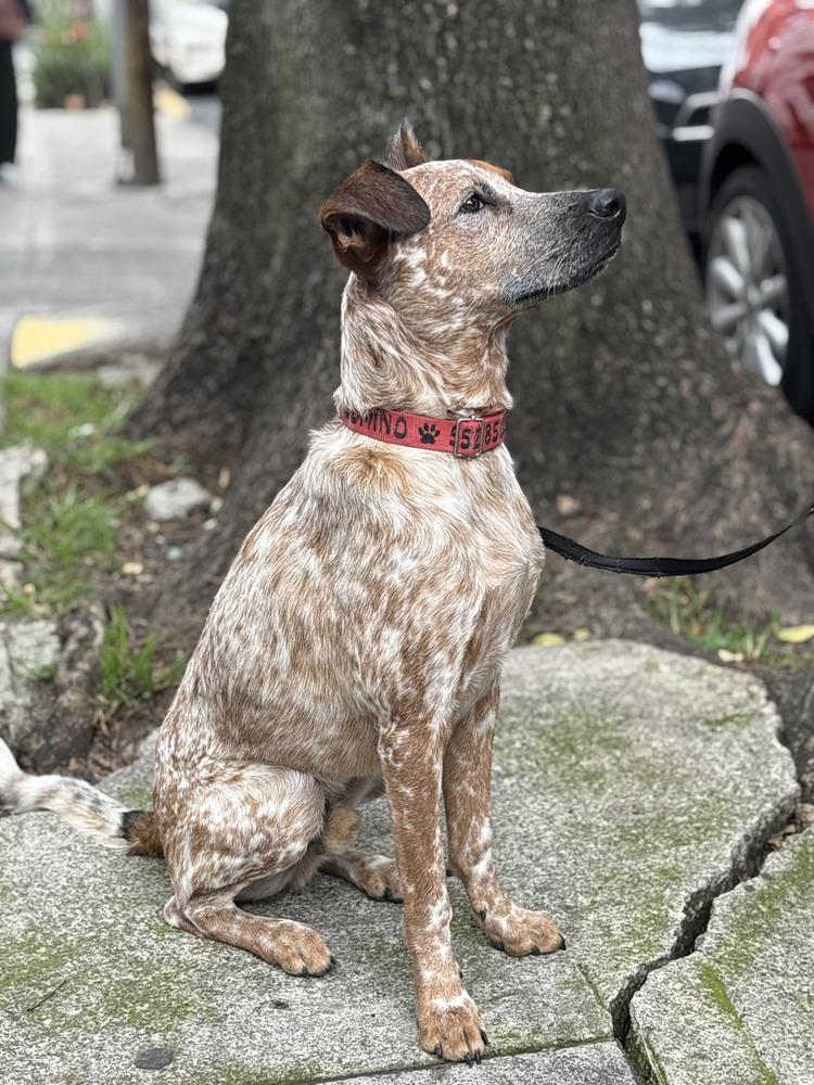 Enlarge CIRILO, a Adoptable mixed breed in Langley, BC image 5/6