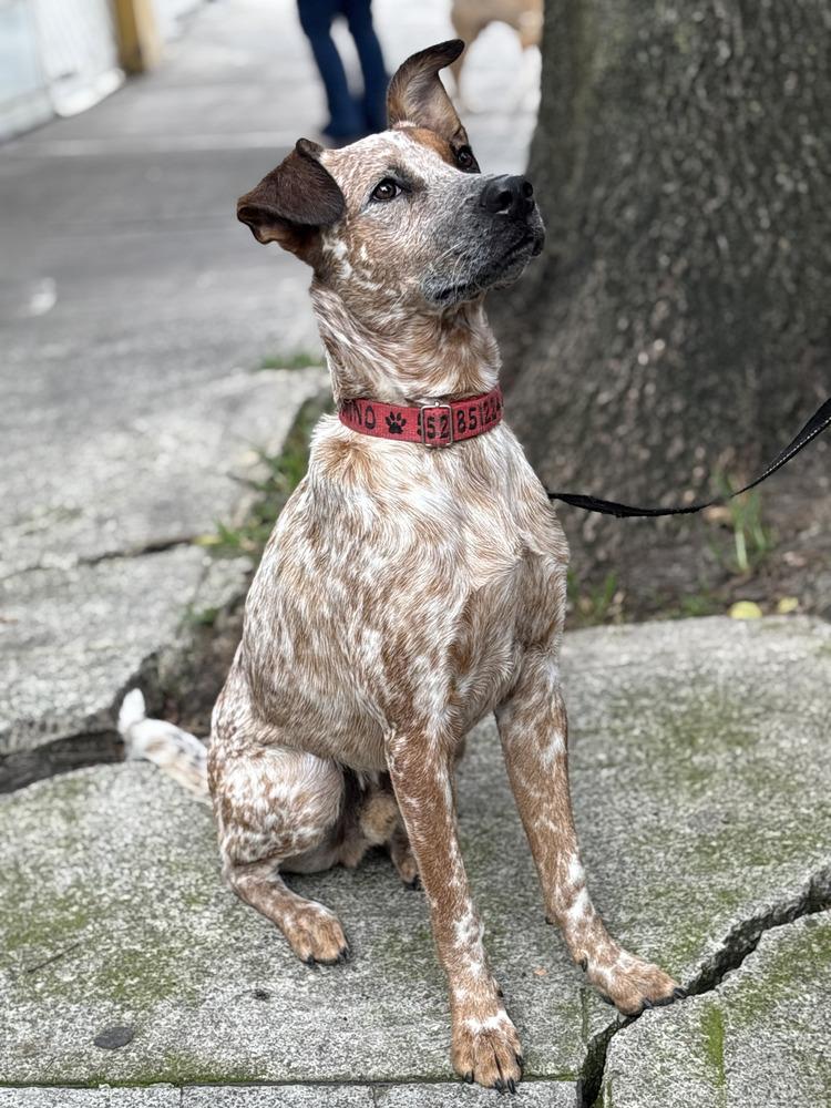 Enlarge CIRILO, a Adoptable mixed breed in Langley, BC image 6/6