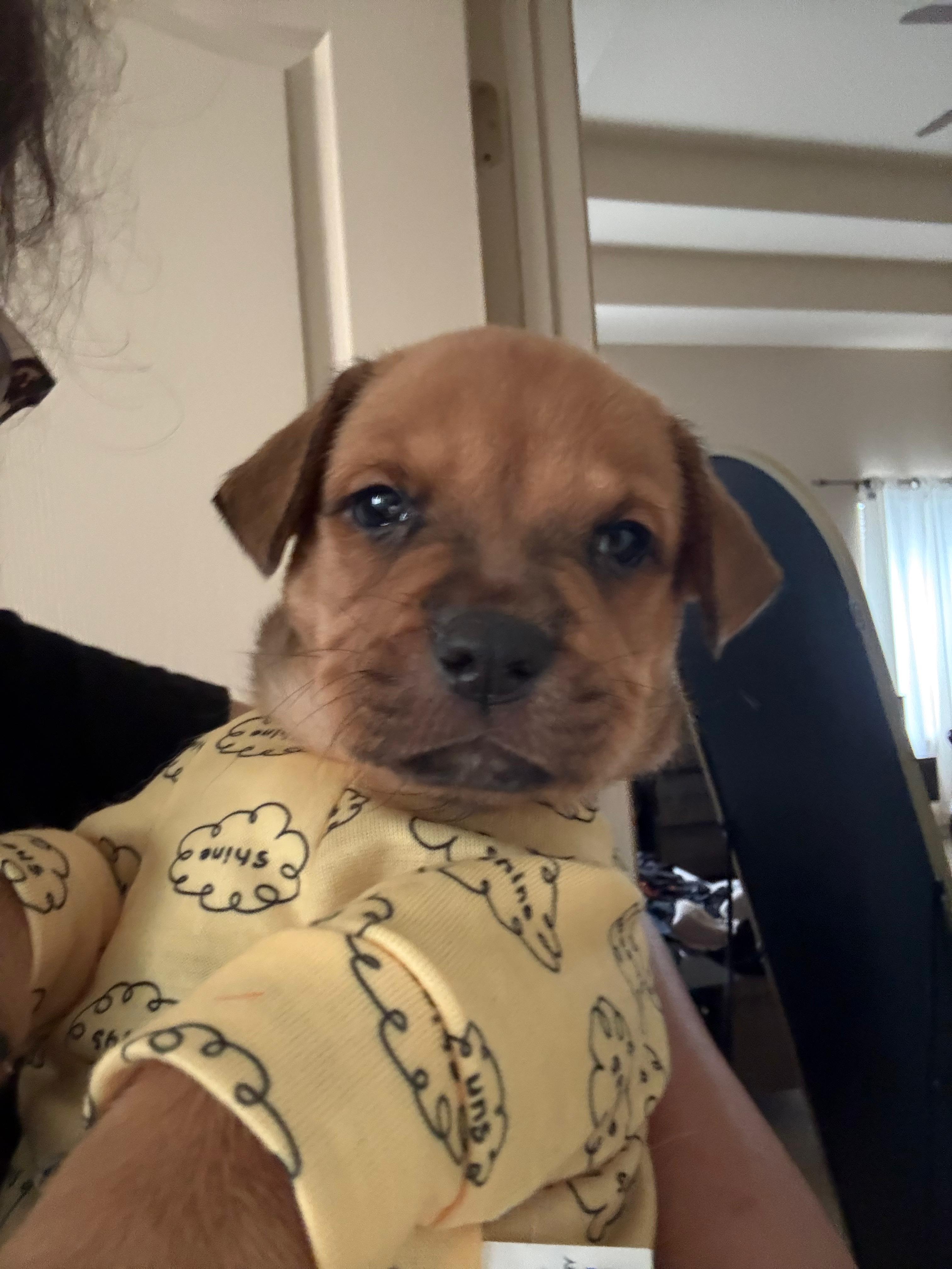 Eve, an adopted mixed breed in New Braunfels, TX image 6/6