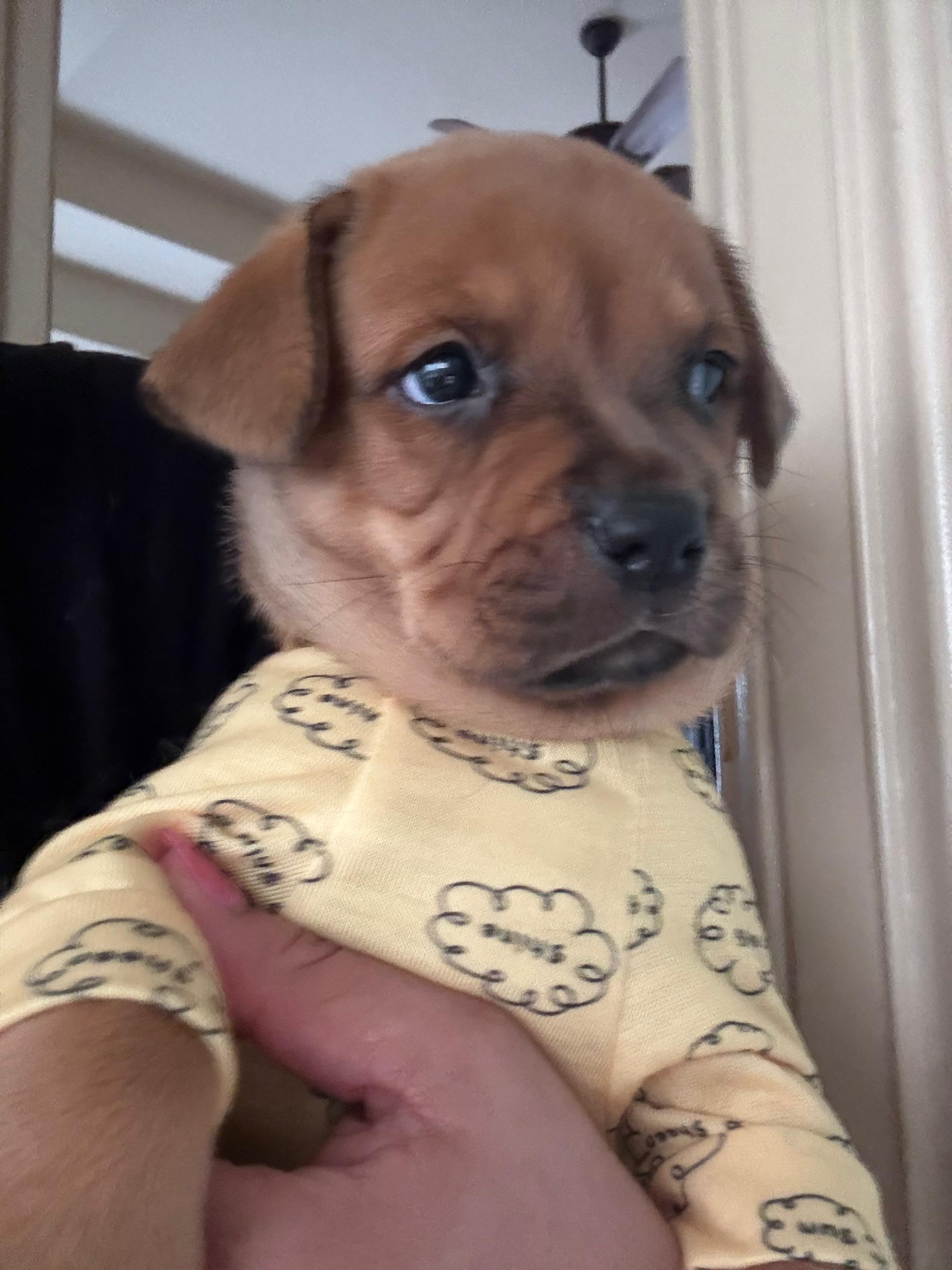 Eve, adopted, Puppy Female Jack Russell Terrier & Mountain Cur.