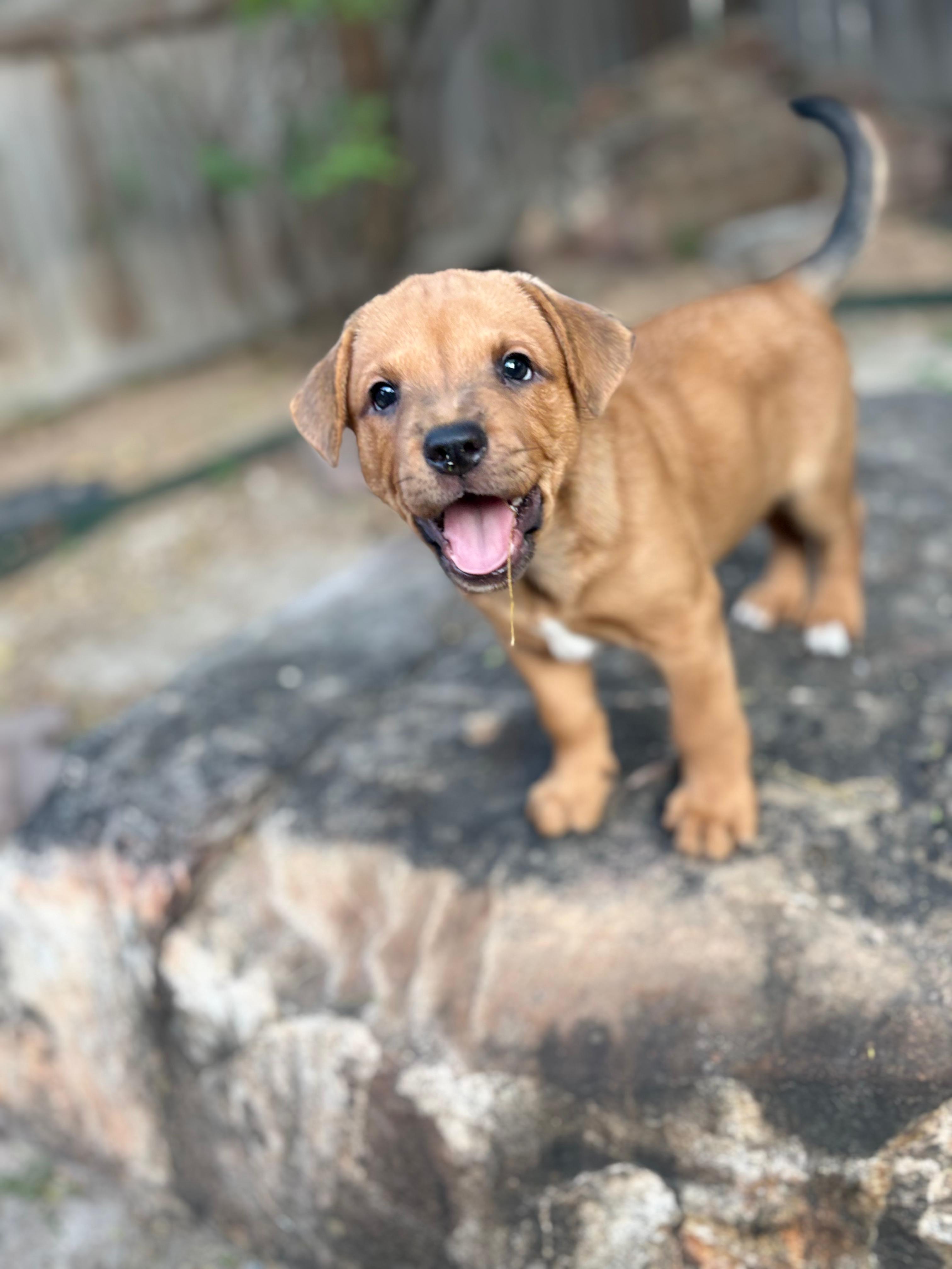 Eve, an adopted mixed breed in New Braunfels, TX image 2/6