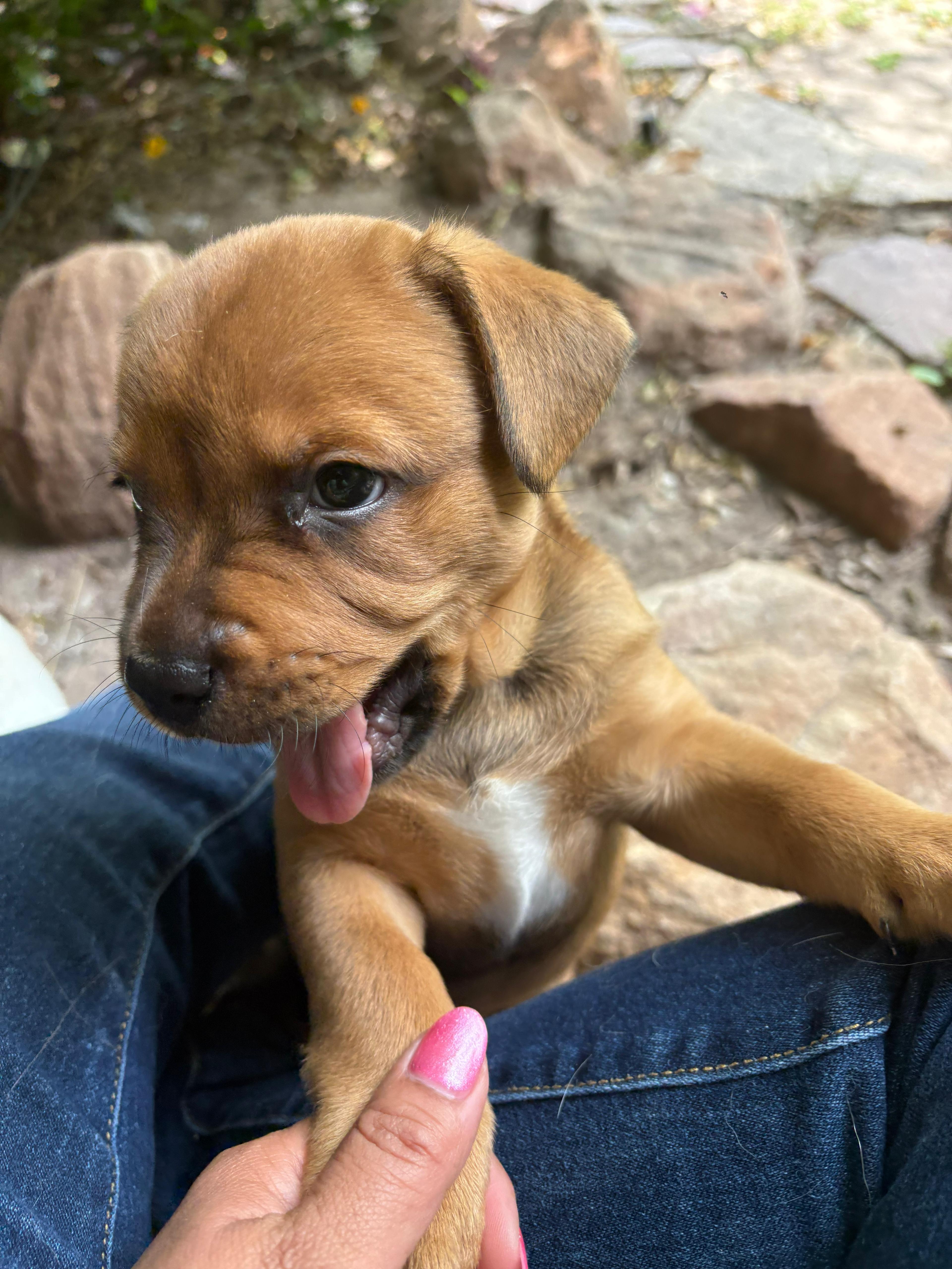 Eve, an adopted mixed breed in New Braunfels, TX image 3/6
