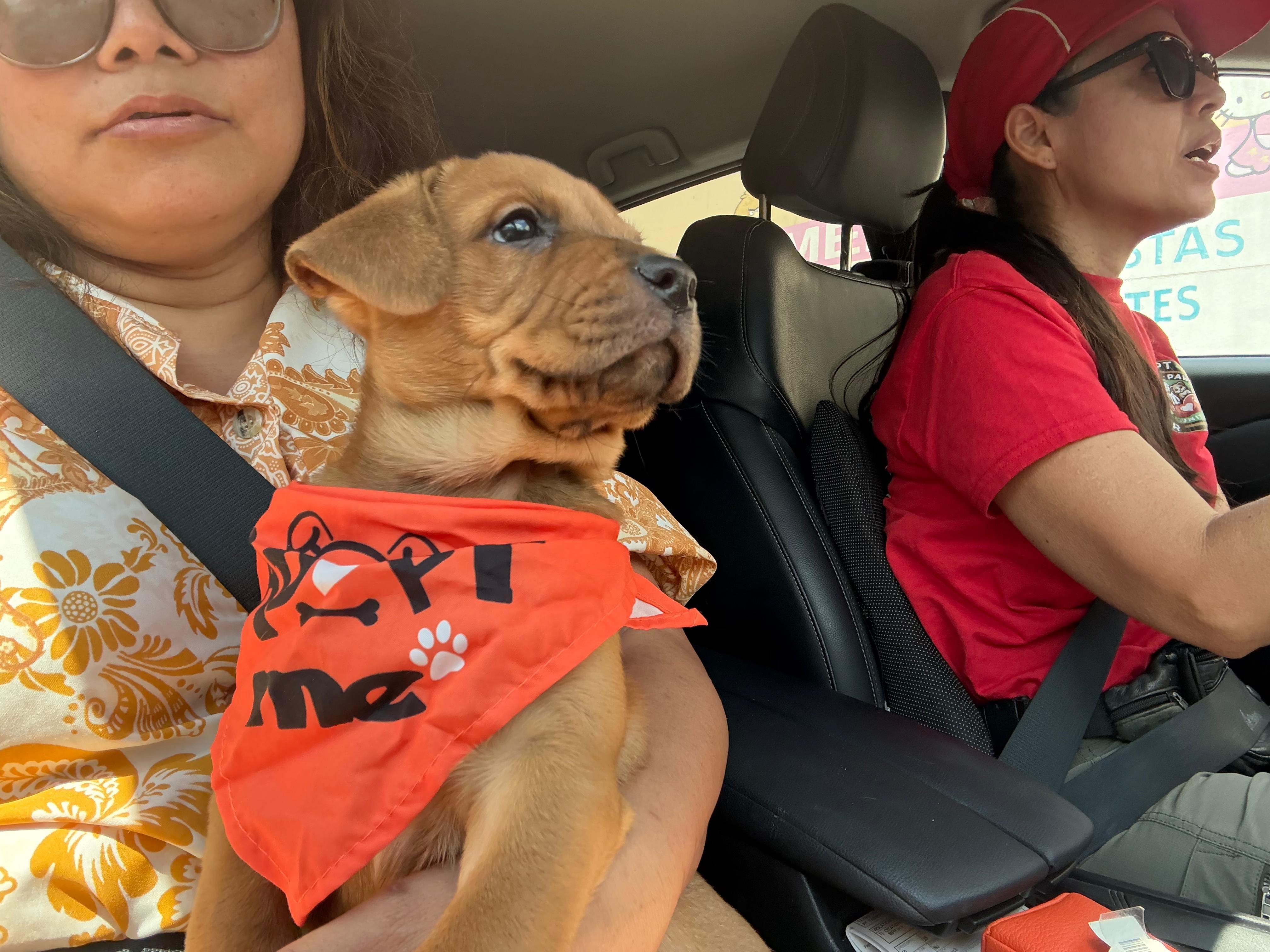 Eve, an adopted mixed breed in New Braunfels, TX image 5/6
