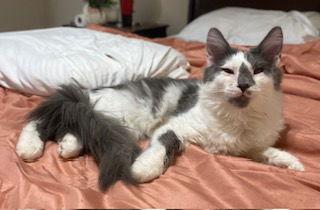 Enlarge Bobo, a Adoptable Domestic Long Hair in Chandler, AZ image 1/1