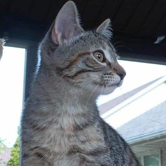 Enlarge Opal, a Adopted Domestic Short Hair in Menasha, WI image 2/5