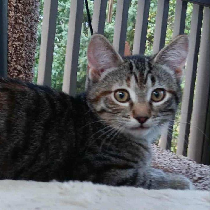 Enlarge Opal, a Adopted Domestic Short Hair in Menasha, WI image 3/5