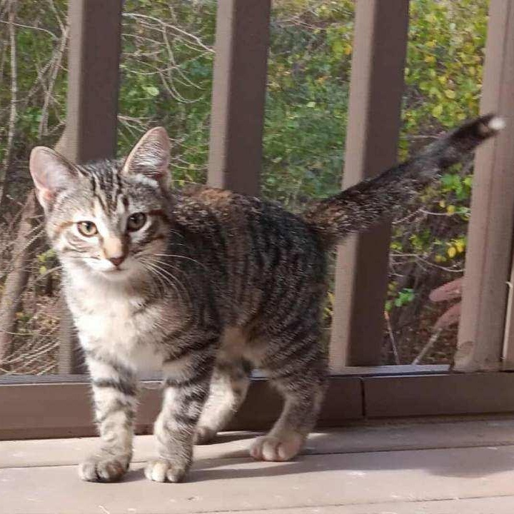 Enlarge Opal, a Adopted Domestic Short Hair in Menasha, WI image 5/5