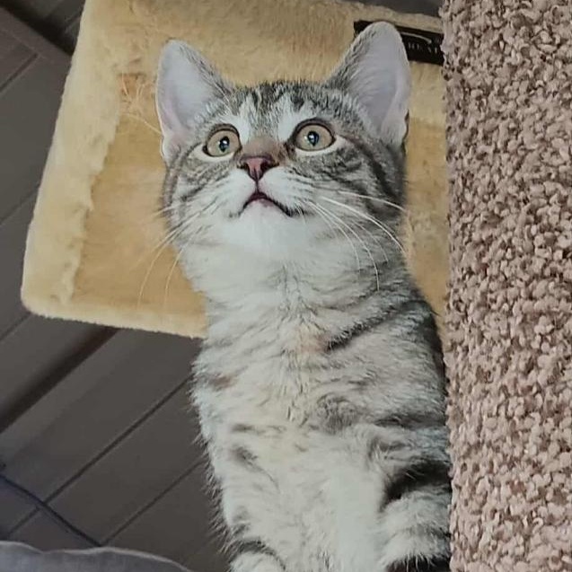 Enlarge Opal, a Adopted Domestic Short Hair in Menasha, WI image 4/5