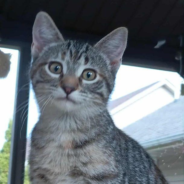 Enlarge Opal, a Adopted Domestic Short Hair in Menasha, WI image 1/5