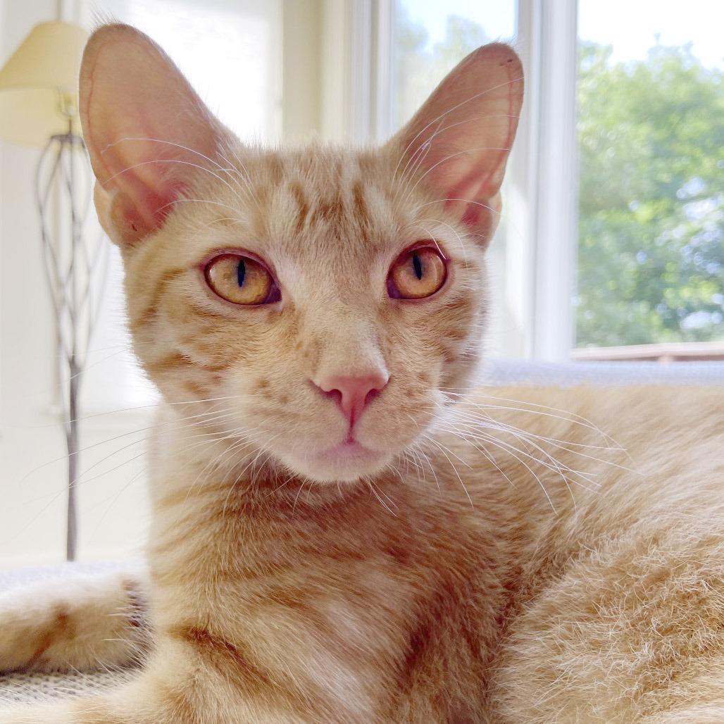Monty, a Adoptable Domestic Short Hair in Potomac, MD image 1/5