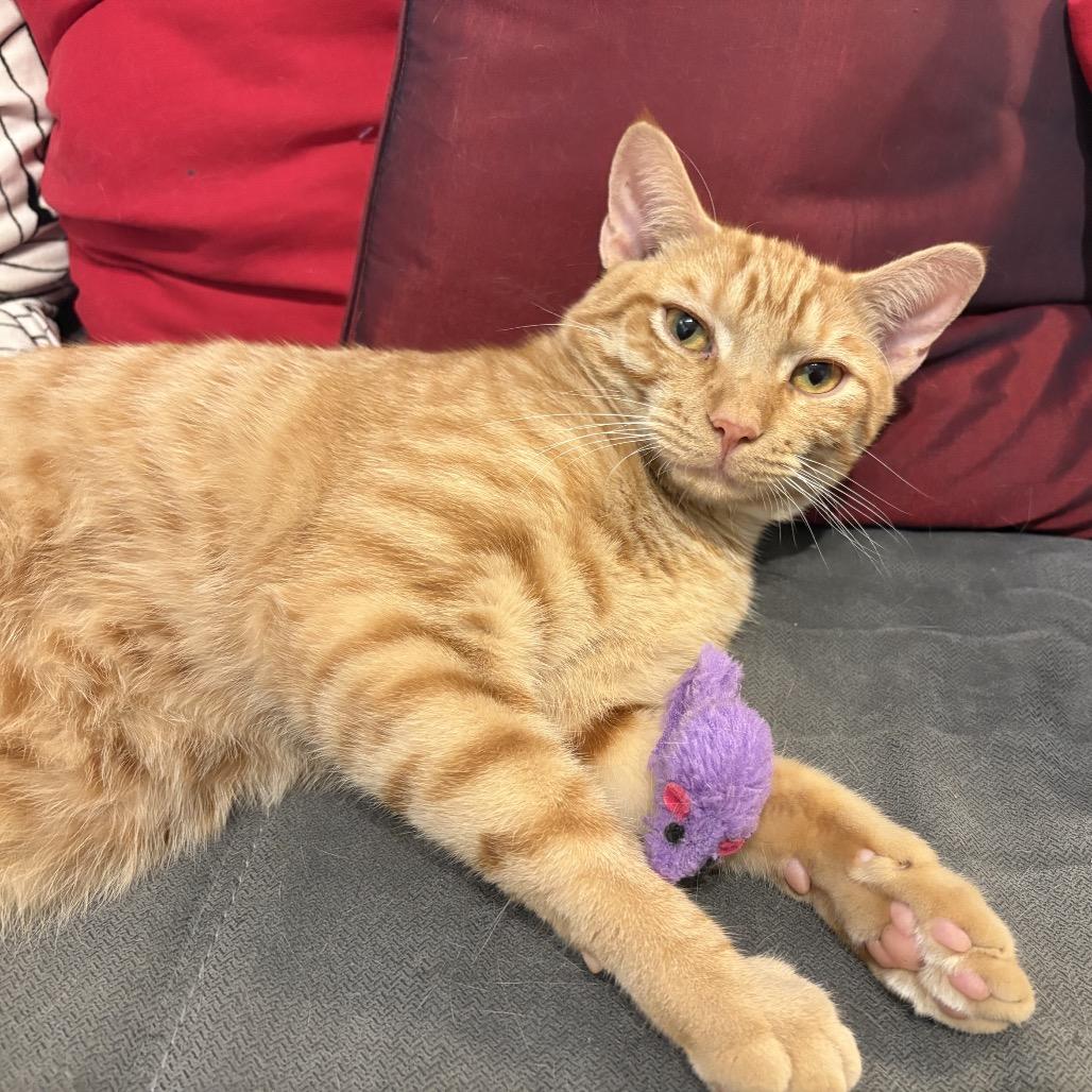 Monty, a Adoptable Domestic Short Hair in Potomac, MD image 2/5