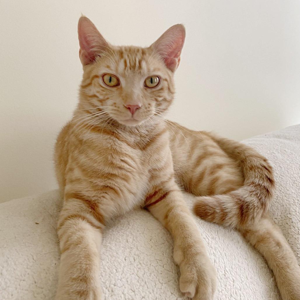 Monty, a Adoptable Domestic Short Hair in Potomac, MD image 3/5