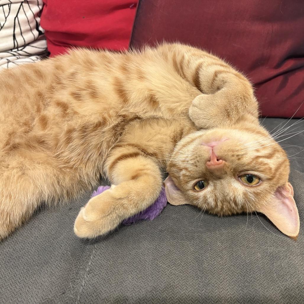 Monty, a Adoptable Domestic Short Hair in Potomac, MD image 5/5