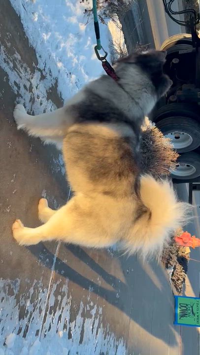 Enlarge Yuri, a ADOPTABLE Siberian Husky in Pagosa Springs, CO video 5/5