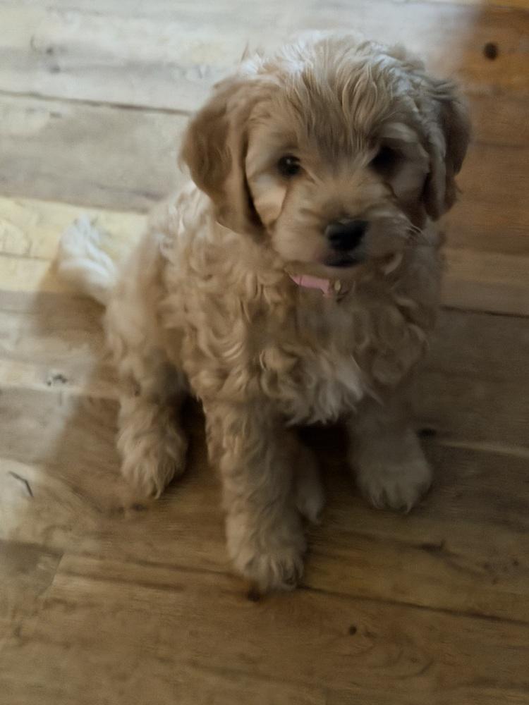 Rigatoni thumbnail 2