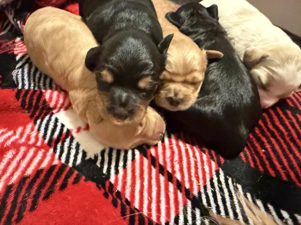 Rigatoni thumbnail 3