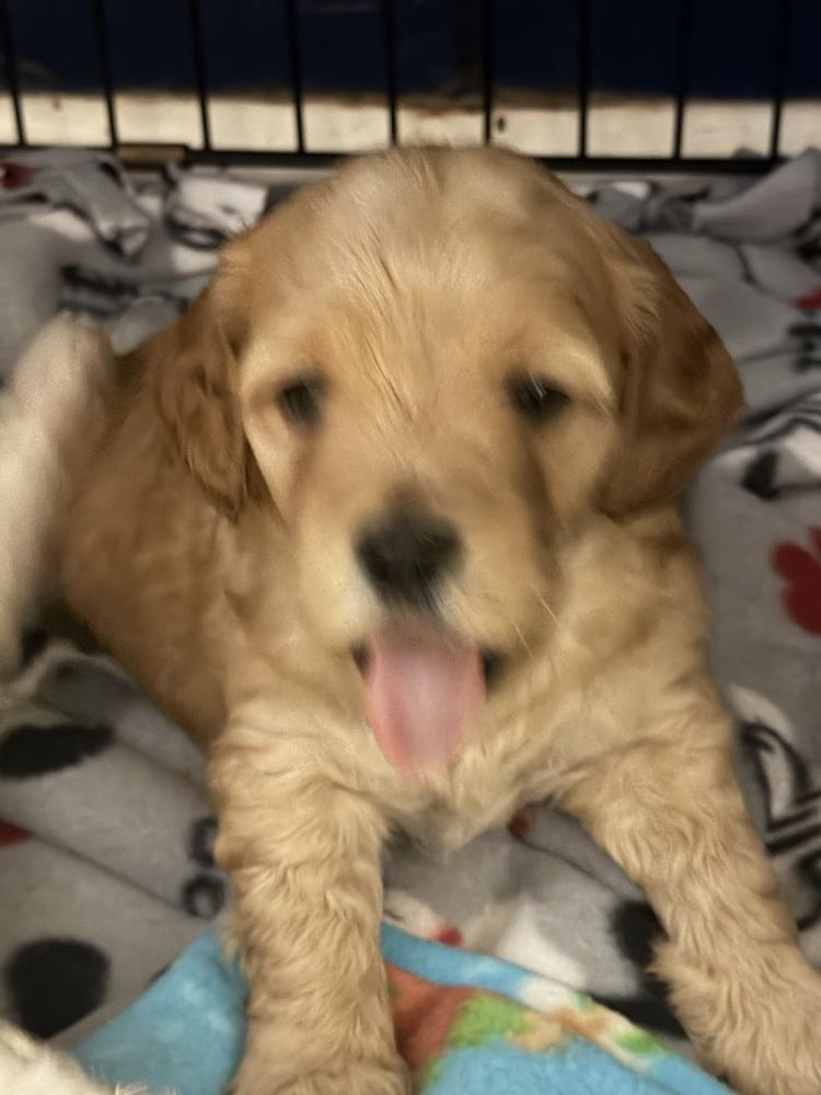 Rigatoni thumbnail 5