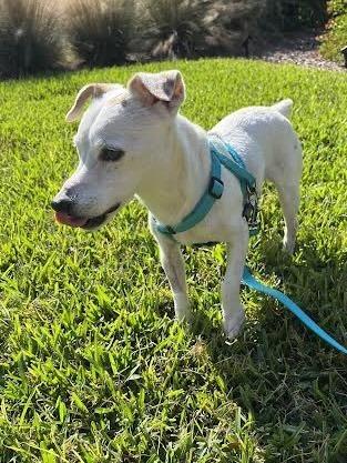 Skippy, Adoptable, Senior Male Jack Russell Terrier.