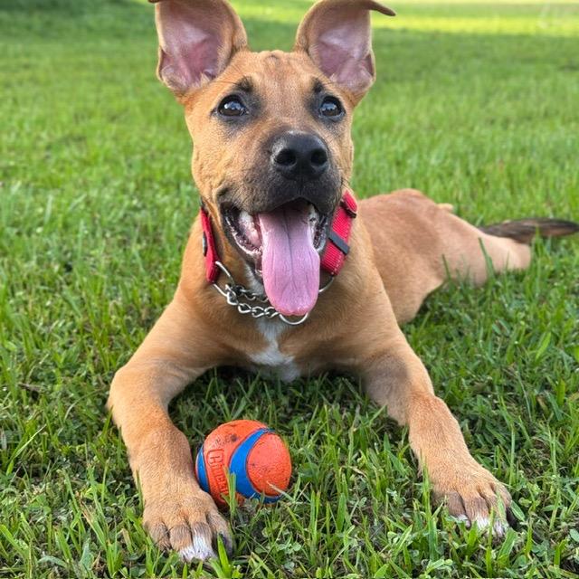Enlarge Bingo, a Adoptable mixed breed in Sarasota, FL image 1/6