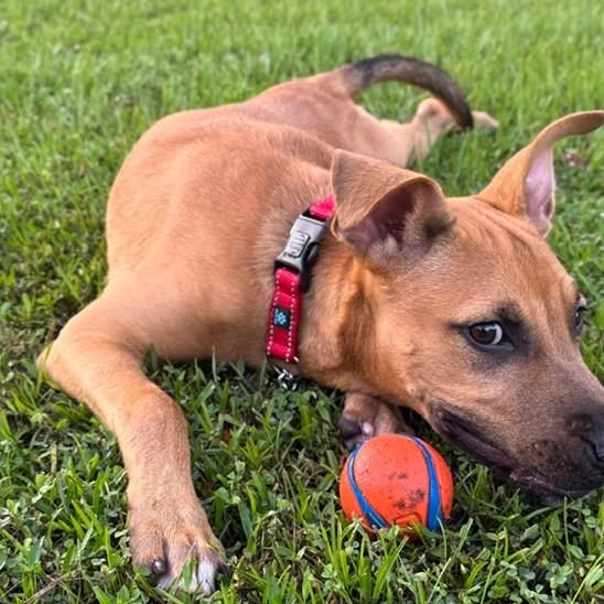 Bingo, a Adoptable mixed breed in Sarasota, FL image 2/6