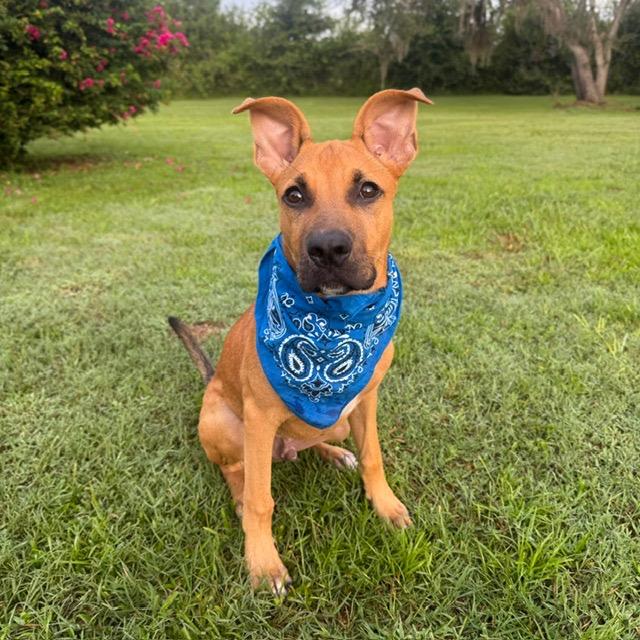 Bingo, a Adoptable mixed breed in Sarasota, FL image 3/6