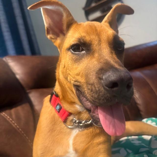 Bingo, a Adoptable mixed breed in Sarasota, FL image 4/6