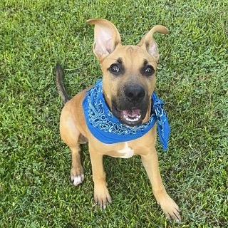 Enlarge Bingo, a Adoptable mixed breed in Sarasota, FL image 6/6