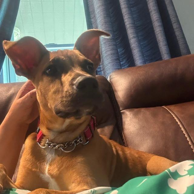 Bingo, a Adoptable mixed breed in Sarasota, FL image 5/6