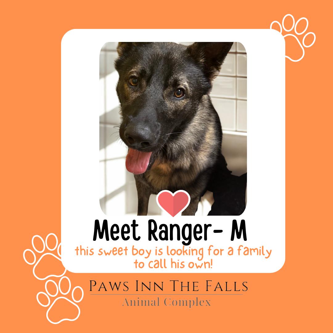 Enlarge Ranger, a Adoptable German Shepherd Dog in Wheatfield, NY image 1/1