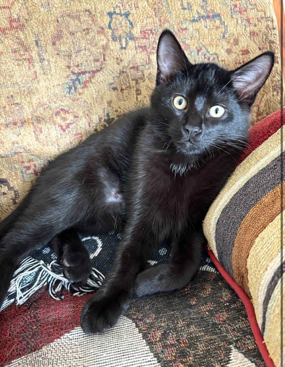 Crusty FFC00297, Adoptable, Adult Male Domestic Short Hair & Domestic Long Hair.