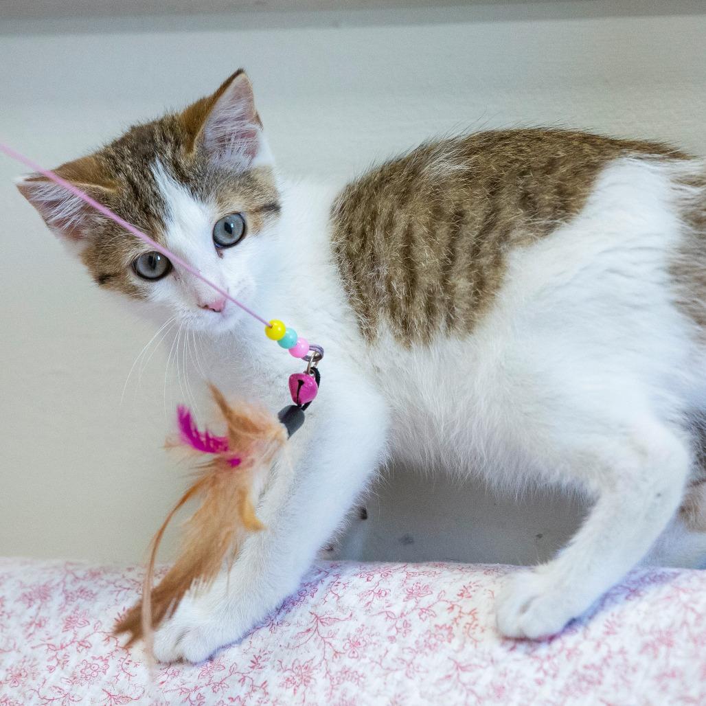 Beans, Adoptable, Kitten Female Domestic Short Hair.