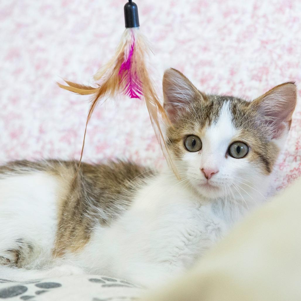 Enlarge Beans, a Adoptable Domestic Short Hair in Cartersville, GA image 2/4