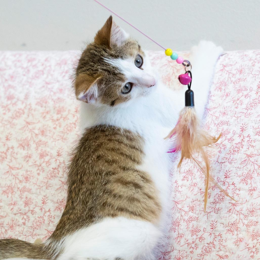 Enlarge Beans, a Adoptable Domestic Short Hair in Cartersville, GA image 3/4