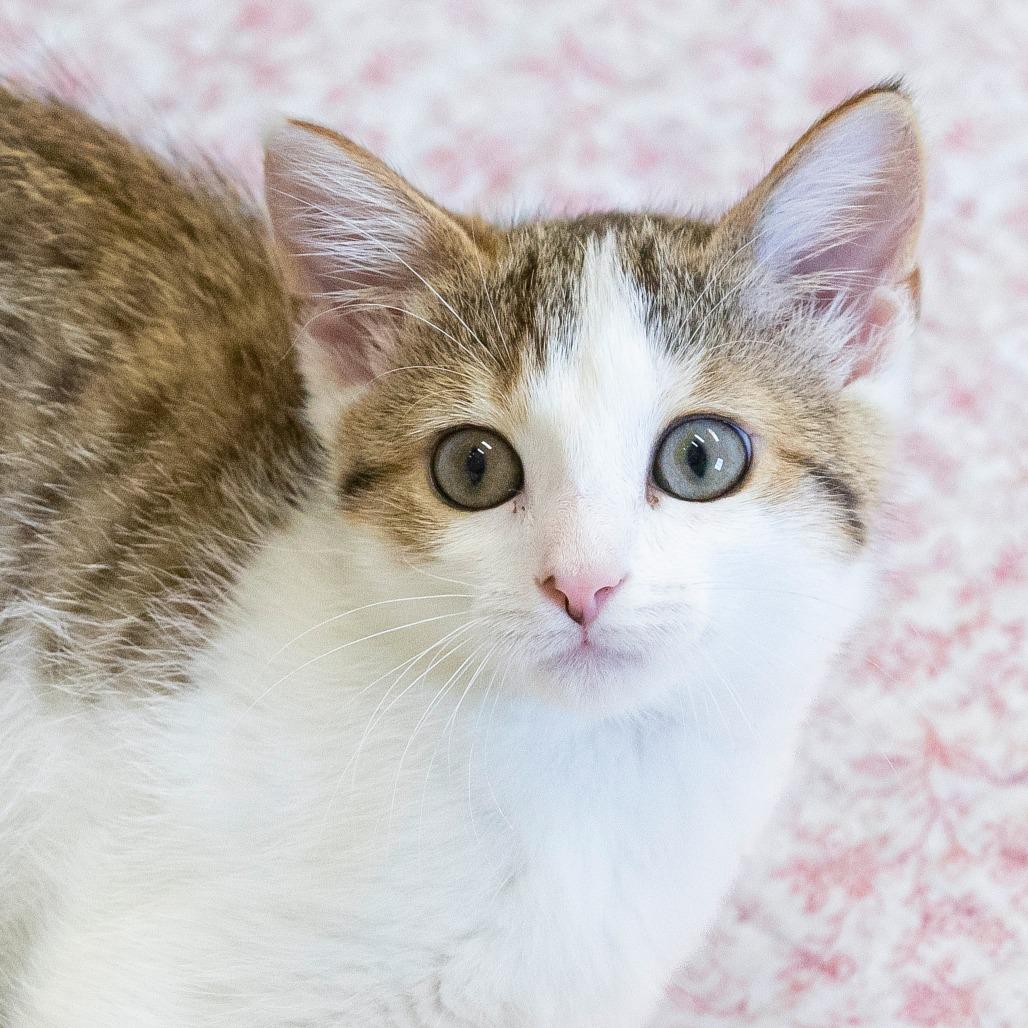 Enlarge Beans, a Adoptable Domestic Short Hair in Cartersville, GA image 4/4