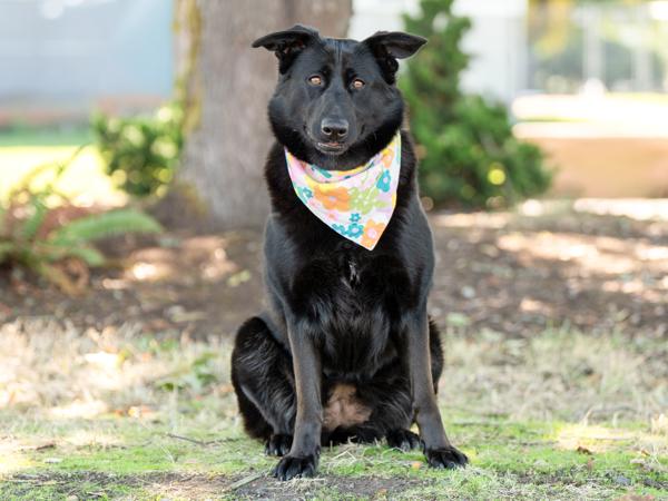 Tamela, Adoptable, Adult Female German Shepherd Dog & Labrador Retriever.
