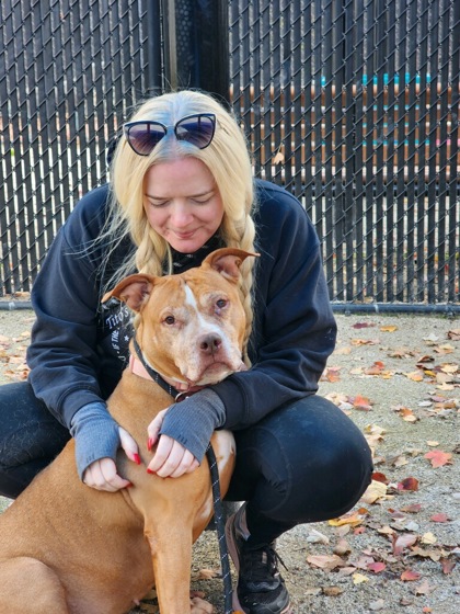 Small Girl, Adoptable, Senior Female Pit Bull Terrier.