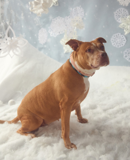 Enlarge Small Girl, a Adoptable Pit Bull Terrier in Philadelphia, PA image 3/5