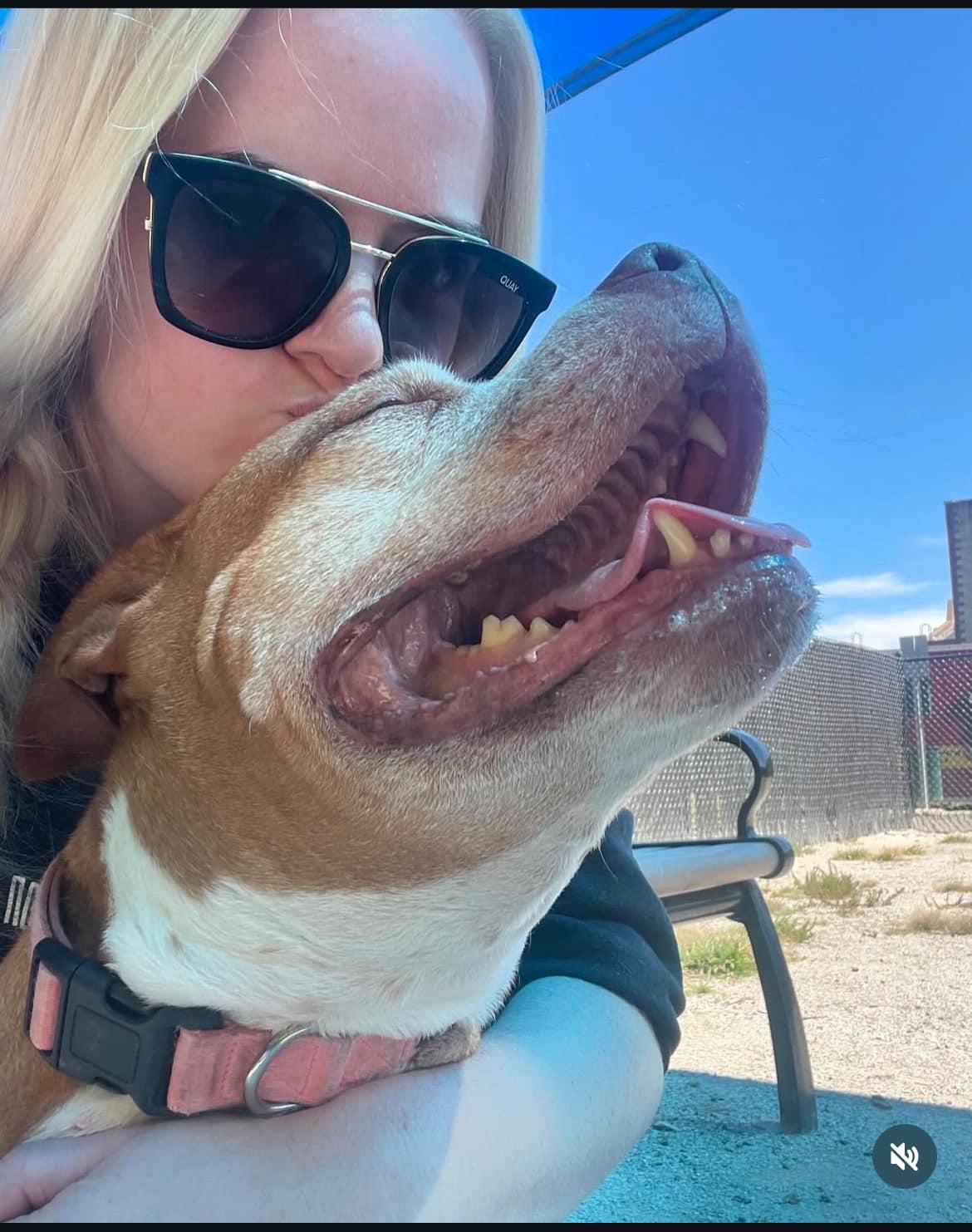 Enlarge Small Girl, a Adoptable Pit Bull Terrier in Philadelphia, PA image 5/5