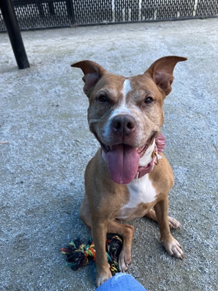Enlarge Small Girl, a Adoptable Pit Bull Terrier in Philadelphia, PA image 4/5
