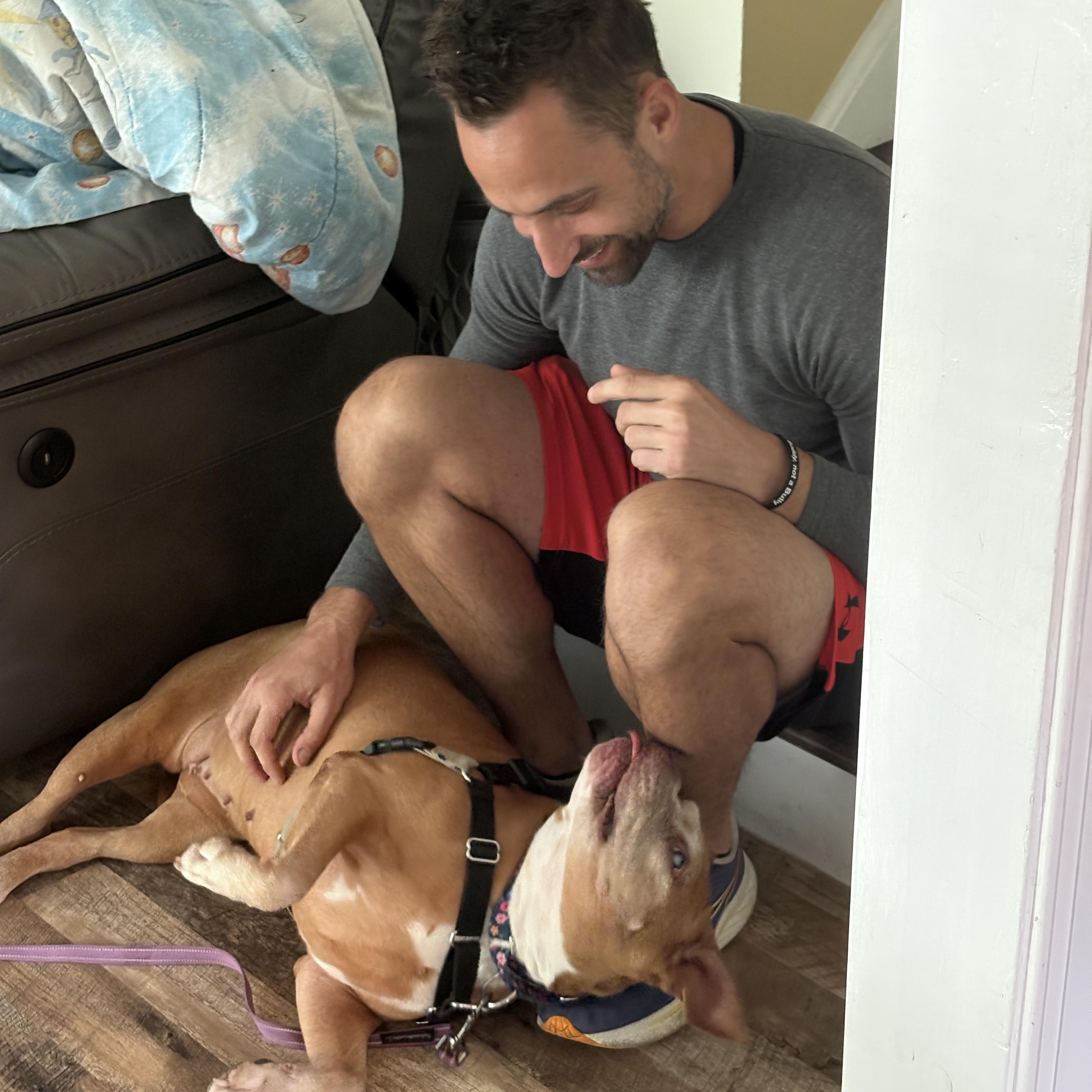 Enlarge Small Girl, a Adoptable Pit Bull Terrier in Philadelphia, PA image 2/5