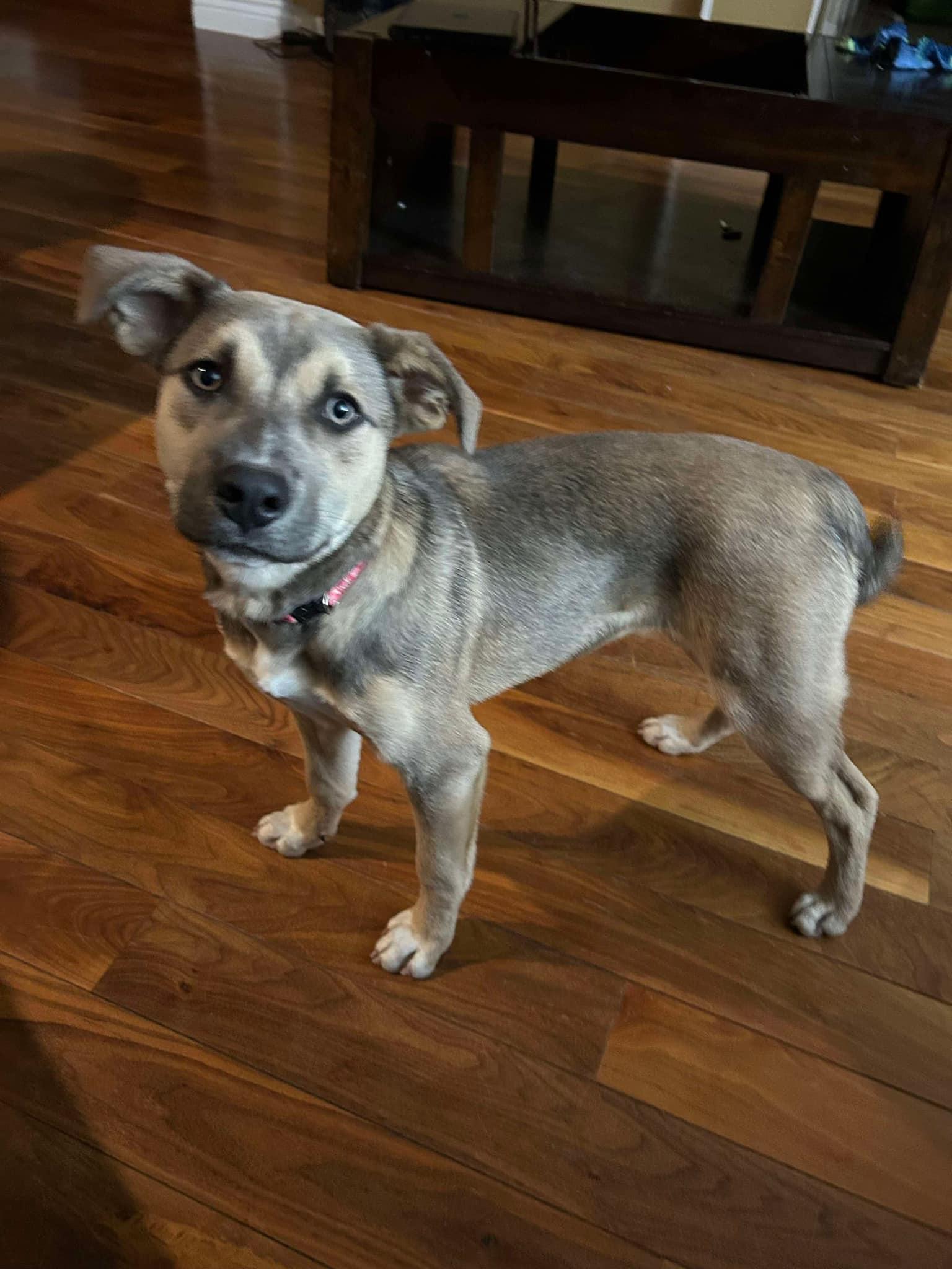 Ella, Adoptable, Young Female Labrador Retriever & Shepherd.
