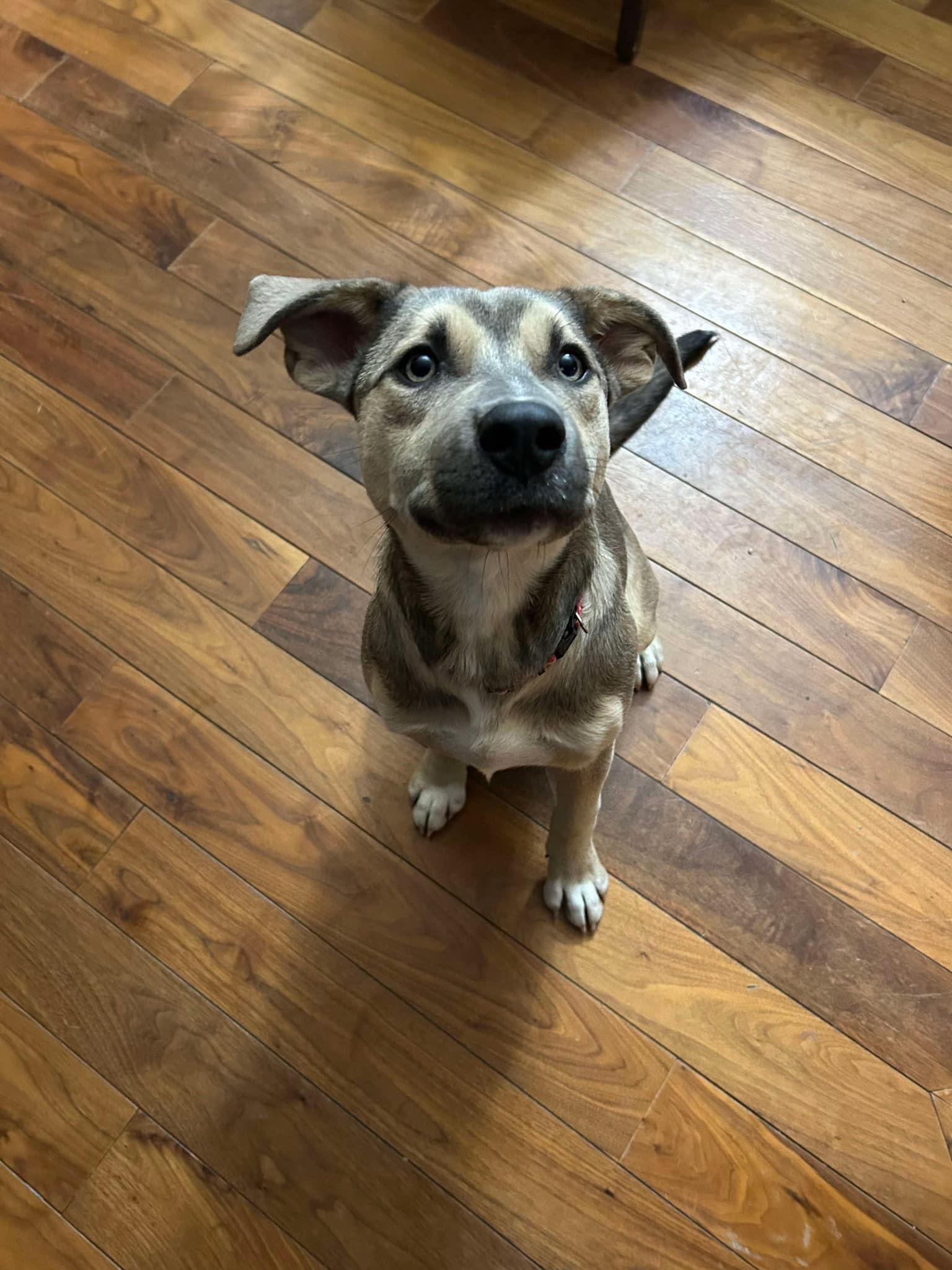 Ella, a Adoptable mixed breed in Dallas, TX image 2/3